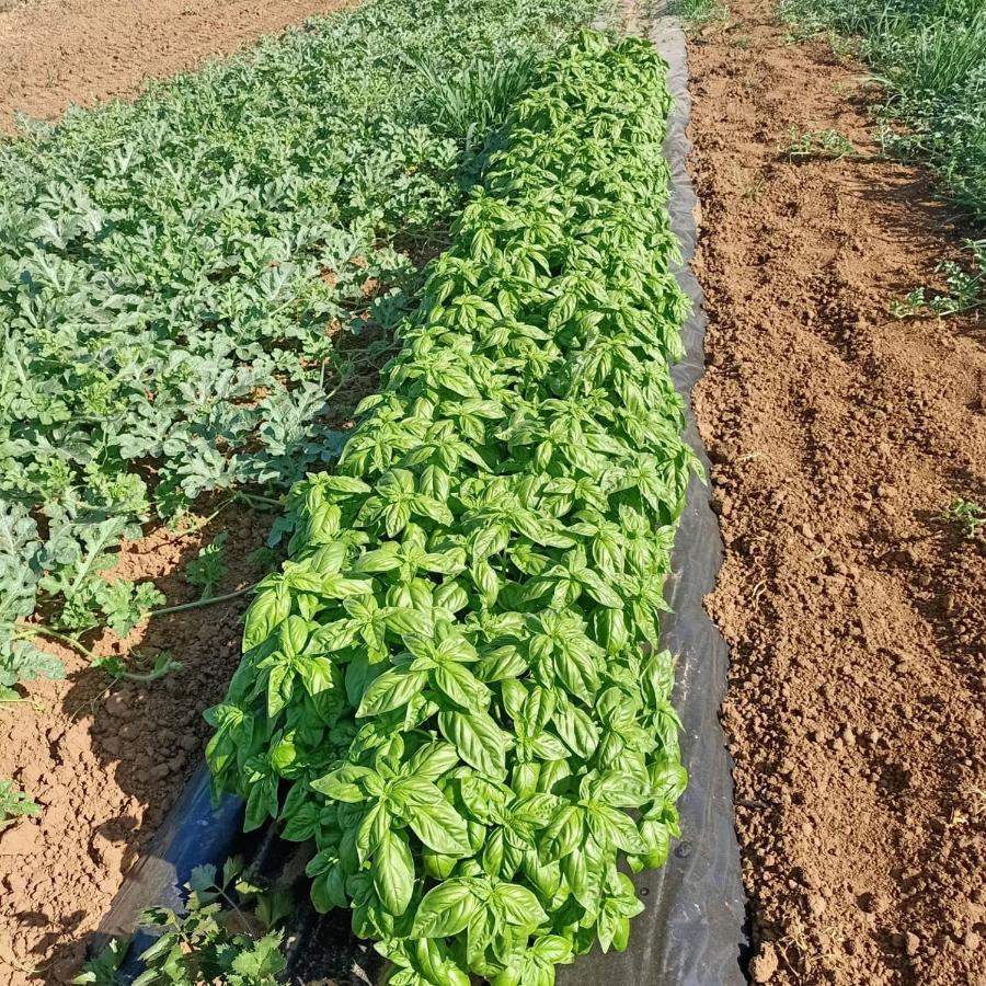 Agriturismo Il Cipresso Vada Luaran gambar