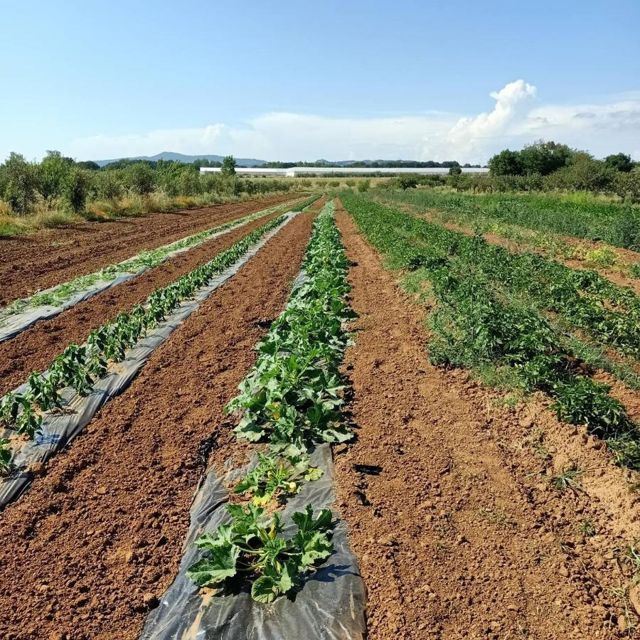 Agriturismo Il Cipresso Vada Luaran gambar