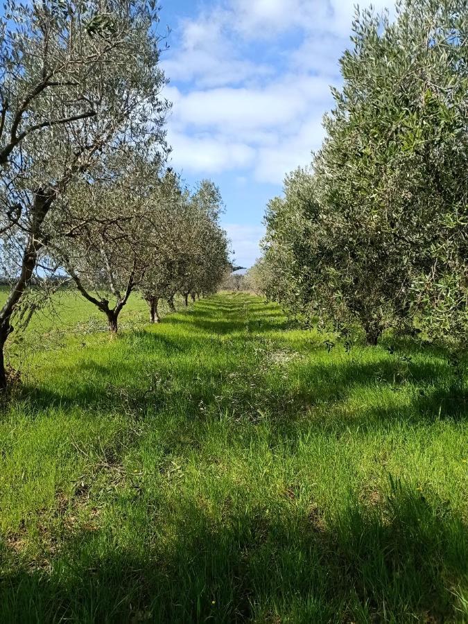 Agriturismo Il Cipresso Vada Luaran gambar