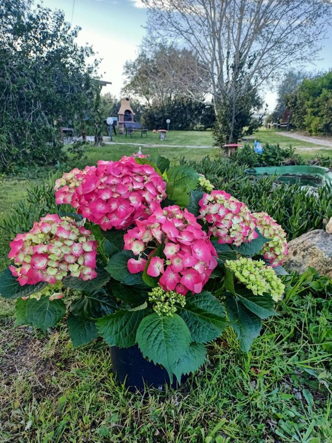 Agriturismo Il Cipresso Vada Luaran gambar